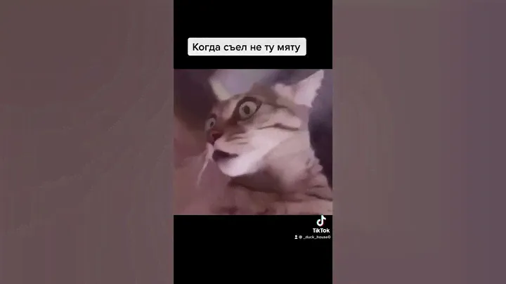 Кошачья мята