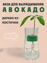 Ваза для авокадо, авокадо ваза, ваза для выращивания авокадо, ваза авокадо, ваза для выращивания Av