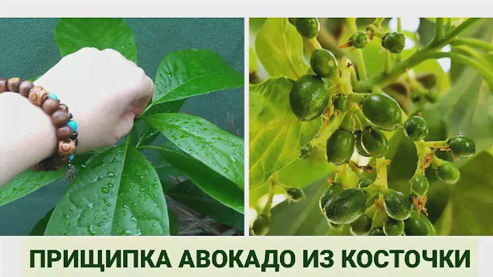 Прищипка авокадо из косточки. #прищипка_авокадо #авокадо_из_косточки #irisdominicana #авокадо