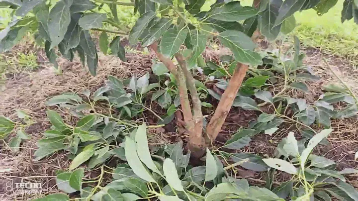 Hass avocado pruning