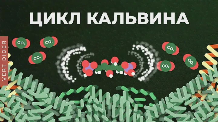 Биохимия фотосинтеза: #4. Цикл Кальвина [Clockwork]