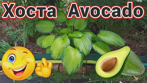 Хоста Avocado в саду
