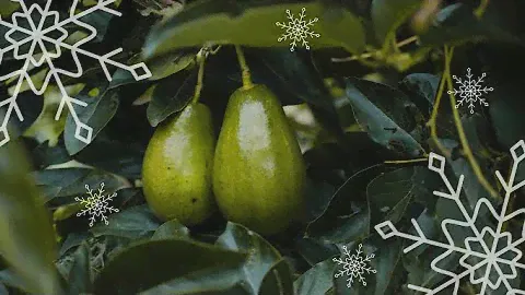 Авокадо  Зимой в открытом грунте.  #авокадо_из_косточки #авокадо #авокадо_в_открытом_грунте