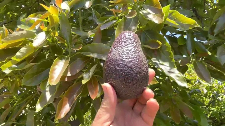 The Lamb Hass Avocado