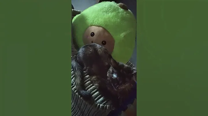 Авокадо и кошка