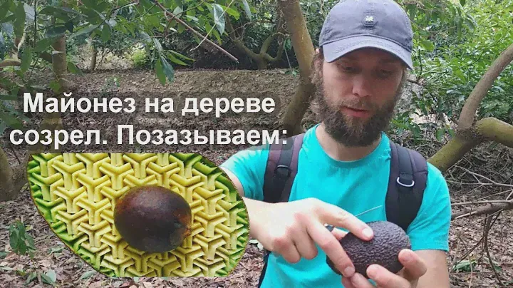 Авокадо на плантации вот настоящий спелый. Турция.