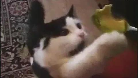 Кот ест авокадо. Cat eats avocado.