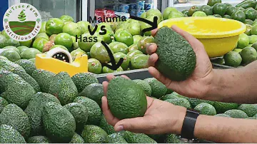 Maluma vs Hass Avocado Varieties Comparison