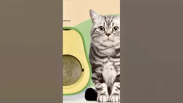 Котяча м‘ята Вкусняшка  | Кота плющит от шарика мяты | мемы