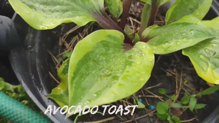 Коллекционный сорт Avocado Toast #hosta #хоста #сорта #коллекция #редкиесорта