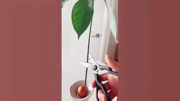 cut your avos! ✂️🥑🪴 #avocado #indoorplants #diy #plants