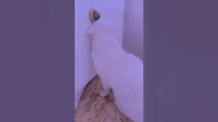 Кошачья мята 😁