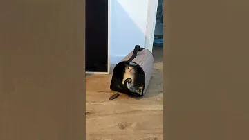 #Жужел и кошачья мята