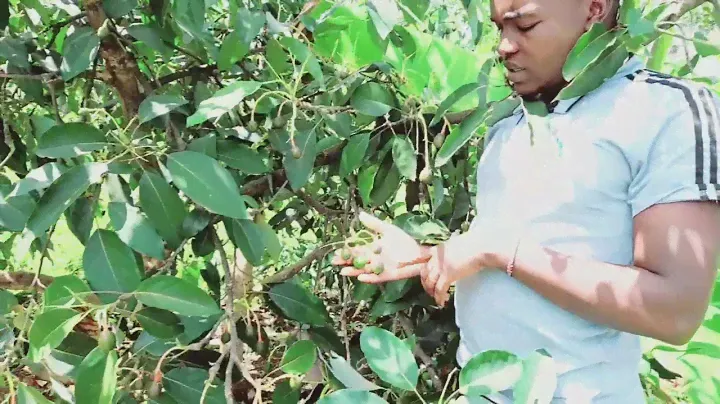Why you need to intercrop both Hass and Fuerte Avocado 🥑 varieties in your farm.