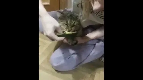 Кот и авокадо