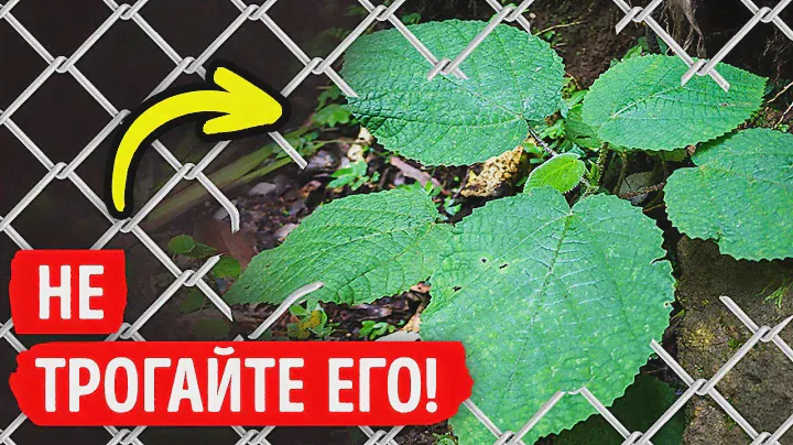 Если увидите это растение, ни в коем случае не прикасайтесь к нему + другие скрытые опасности
