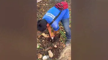 Сажу авокадо 🥑 в Мексике 🇲🇽