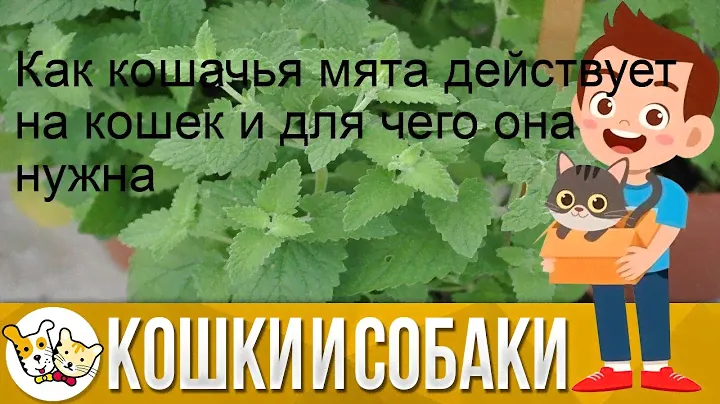 Как кошачья мята действует на кошек и для чего она нужна
