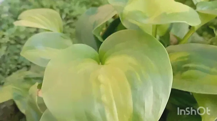 АВОКАДО хоста с которой началась моя💚к садовым растениям#хоста#авокадо#многолетники
