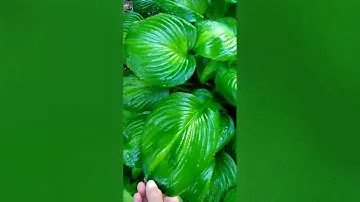 Хоста Авокадо