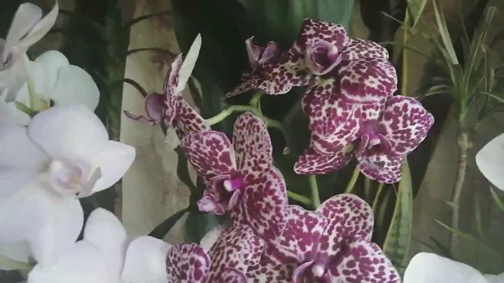 Что цветёт на подоконнике🌷🌾к началу апреля/остатки/🌿😒(31.03.25)