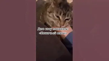 кошачья мята