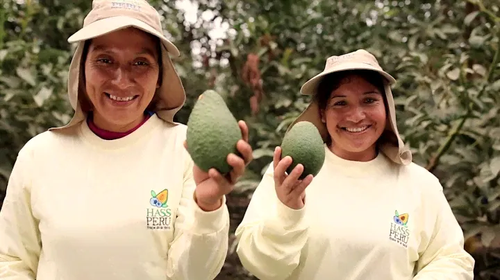 Hass Peru - Hass Avocado