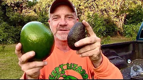 Hass vs Florida Avocado: The Monroe Variety