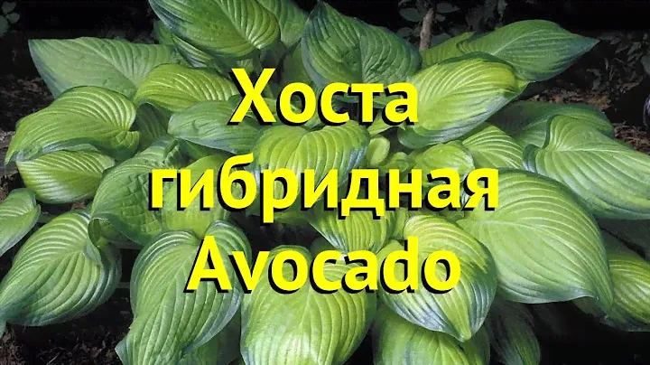 Хоста гибридная Авокадо. Краткий обзор, описание характеристик hosta hybrida Avocado