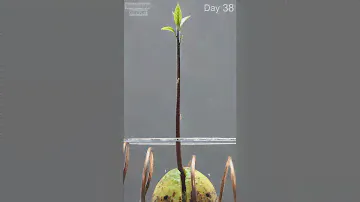 🥑 Avocado Time Lapse ( 60 days in 30 seconds)